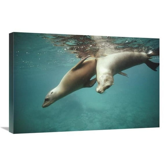 Global Gallery California Sea Lion Juveniles Playing - Sea of Cortez - Mexico Art Print - Tui De Roy