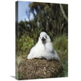 thumbnail image 1 of Global Gallery  Campbell Albatross Two Month Old Chick on Nest - Campbell Island - New Zealand Art Print, 1 of 1