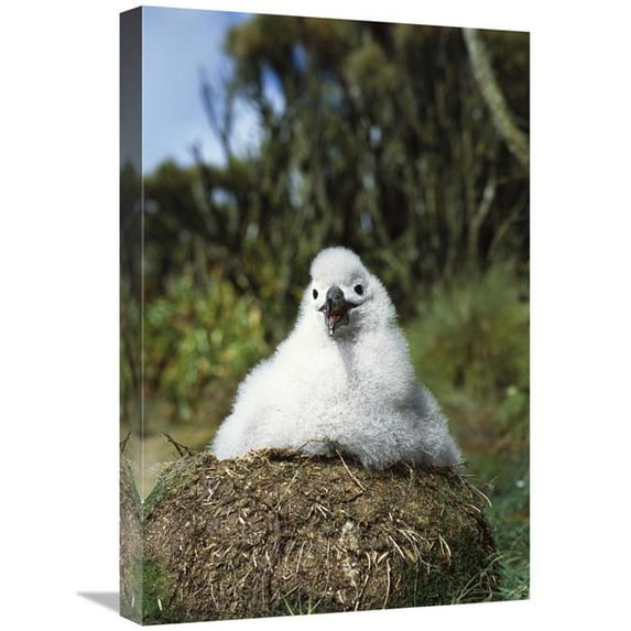 Global Gallery Campbell Albatross Two Month Old Chick on Nest - Campbell Island - New Zealand Art Print
