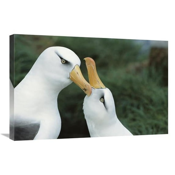 Global Gallery Campbell Albatrosses Courting - Campbell Island - New Zealand Art Print - Tui De Roy