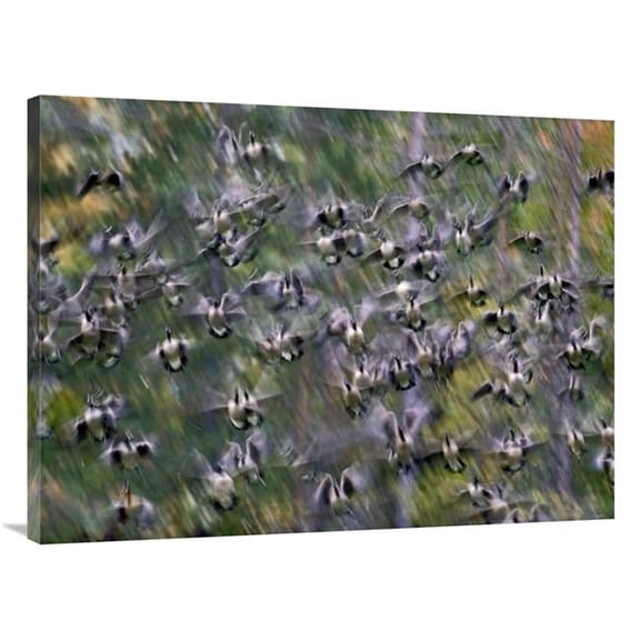 Global Gallery  Canada Goose Flock Flying - North America Art Print - Tim Fitzharris