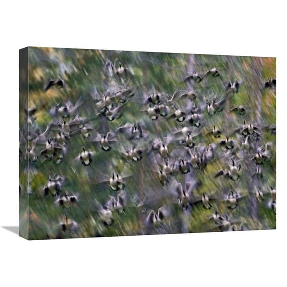 Global Gallery  Canada Goose Flock Flying - North America Art Print - Tim Fitzharris
