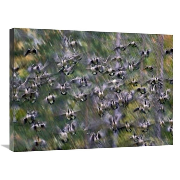 Global Gallery  Canada Goose Flock Flying - North America Art Print - Tim Fitzharris