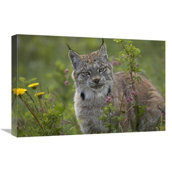 Global Gallery Canada Lynx Portrait - North America Art Print - Tim Fitzharris