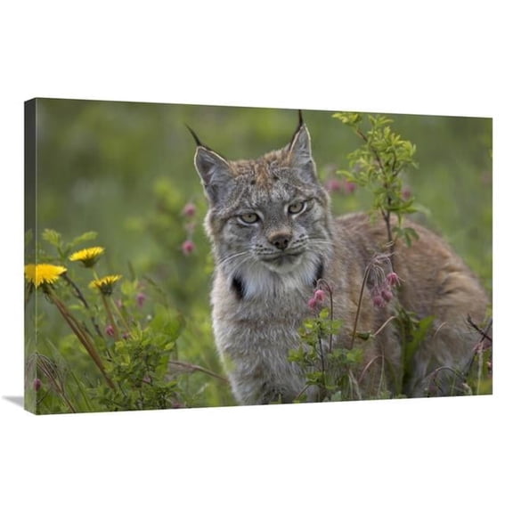 Global Gallery Canada Lynx Portrait - North America Art Print - Tim Fitzharris