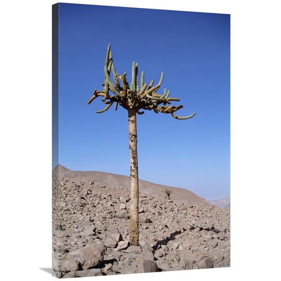 Global Gallery Candelabra Cactus - Lluta River Valley - Atacama Desert - Chile Art Print - Tui De Roy