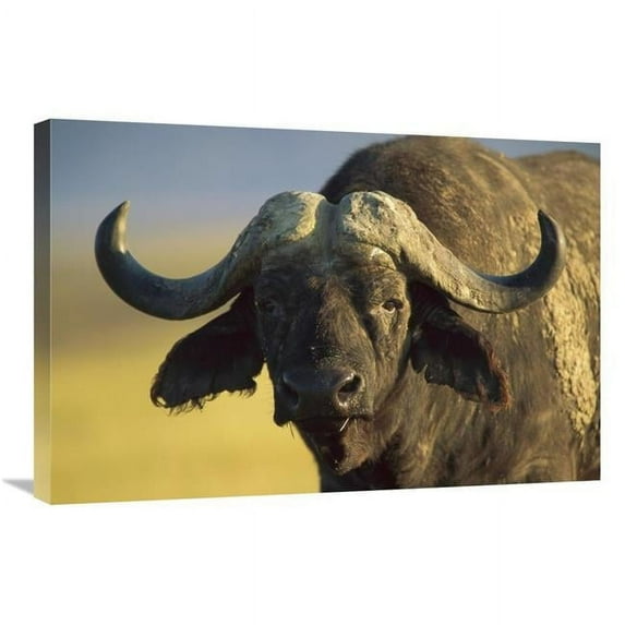 Global Gallery Cape Buffalo Portrait - Kenya Art Print