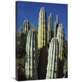 thumbnail image 1 of Global Gallery  Cardon Cacti - Sea of Cortez - Baja California - Mexico Art Print - Tui De Roy, 1 of 1