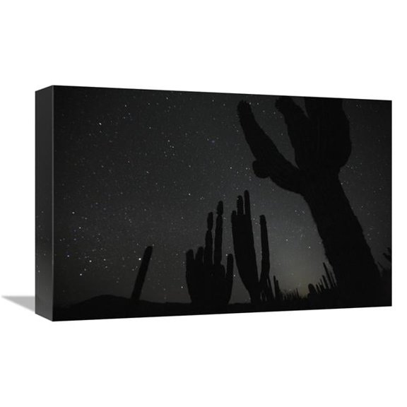Global Gallery Cardon Cacti by Night with Stars - El VIzcaino Biosphere Reserve - Mexico. Sequence 2 of 2 Art Print - Cyril Ruoso