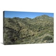 thumbnail image 1 of Global Gallery  Cardon Cactus Forest - Sea of Cortez - Baja California - Mexico Art Print - Tui De Roy, 1 of 1