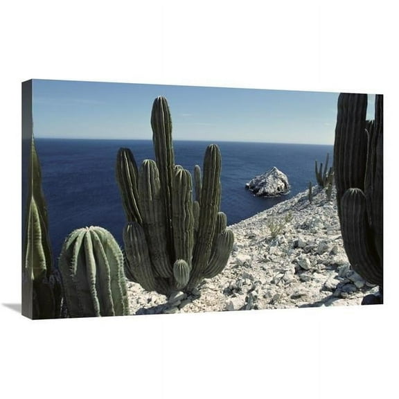 Global Gallery  Cardon Cactus on Cliffs - Isla San Pedro Martir - Sea of Cortez - Baja - Mexico Art Print - Tui De Roy