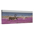 thumbnail image 1 of Global Gallery  Caribou Male in A Field of Fireweed - Hudson Bay - Canada Art Print - Matthias Breiter, 1 of 1