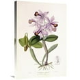 thumbnail image 1 of Global Gallery  Cattleya Superba Orchid Art Print, 1 of 1