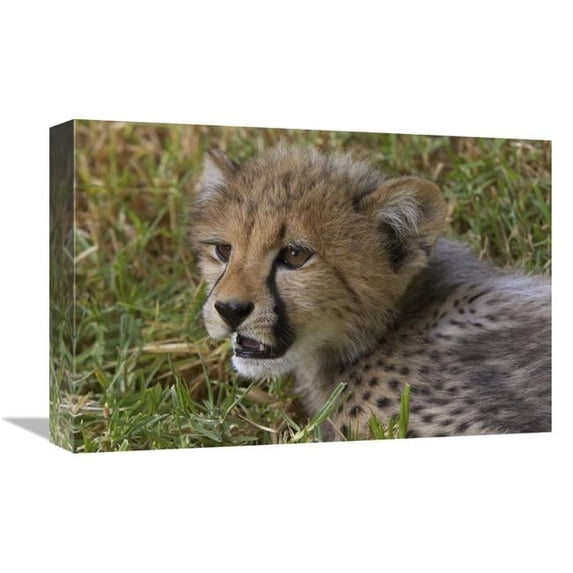 Global Gallery Cheetah Cub Portrait - Native to Africa Art Print - San Diego Zoo