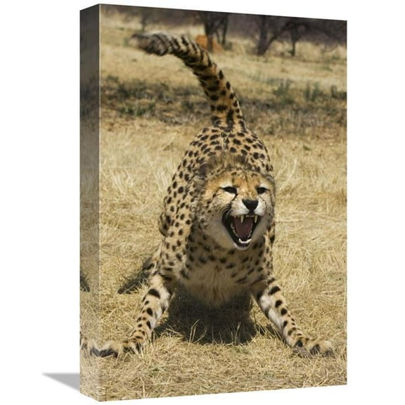 Global Gallery  Cheetah Hissing - Cheetah Conservation Fund - Namibia Art Print - Suzi Eszterhas