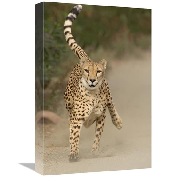 Global Gallery Cheetah in Mid-Stride - Sequence 1 of 3 Art Print - San Diego Zoo