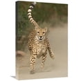 thumbnail image 1 of Global Gallery  Cheetah in Mid-Stride - Sequence 1 of 3 Art Print - San Diego Zoo, 1 of 1