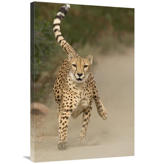Global Gallery Cheetah in Mid-Stride - Sequence 1 of 3 Art Print - San Diego Zoo
