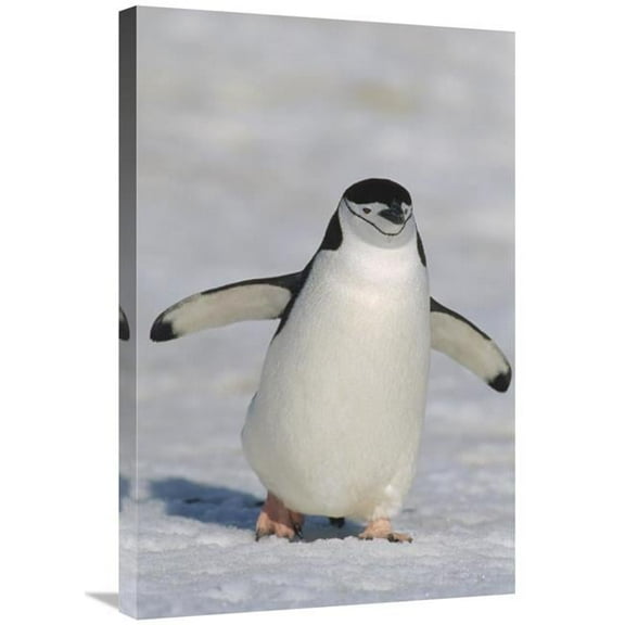 Global Gallery Chinstrap Penguin Walking Towards Camera - Antarctica Art Print