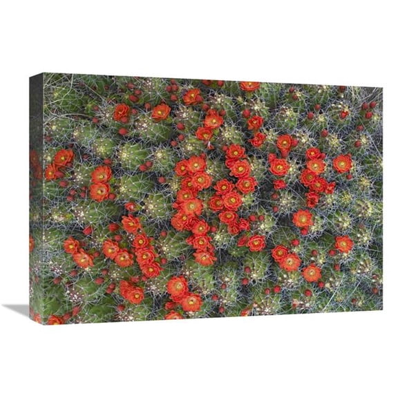 Global Gallery Claret Cup Cactus Detail of Flowers in Bloom - North America Art Print - Tim Fitzharris