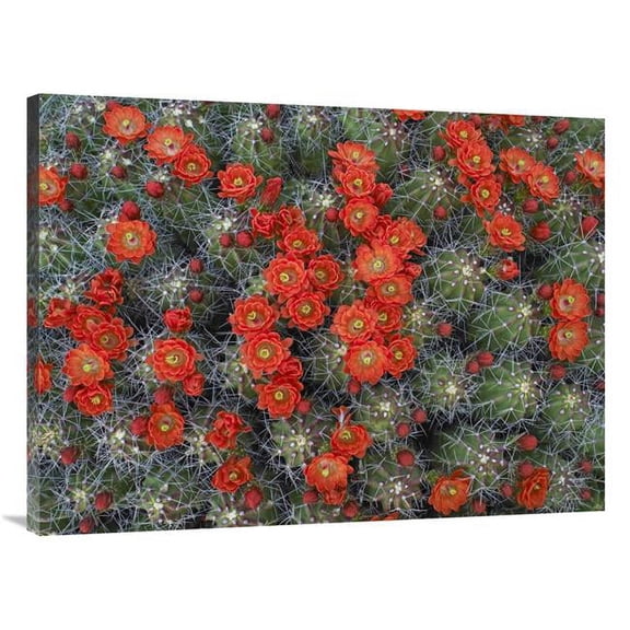 Global Gallery Claret Cup Cactus Detail of Flowers in Bloom - North America Art Print - Tim Fitzharris
