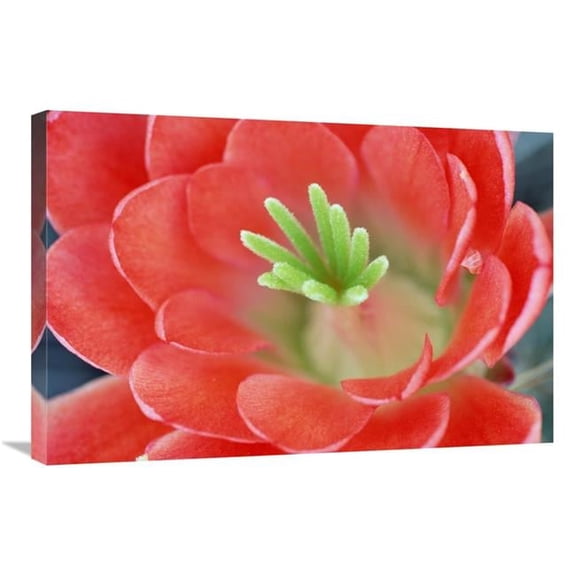 Global Gallery Claret Cup Cactus Flower - Arizona Art Print - Tim Fitzharris