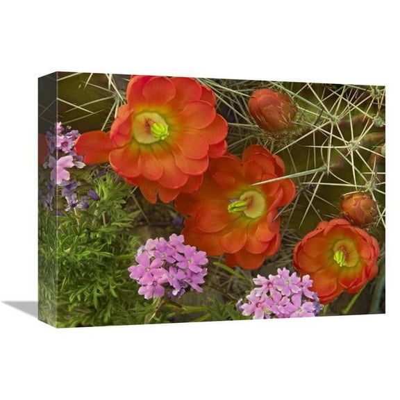 Global Gallery Claret Cup Cactus & Verbena Detail of Flowers in Bloom - North America Art Print - Tim Fitzharris