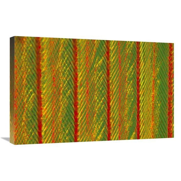 Global Gallery Close Up of Feather Showing Interlocking Barbules Art Print - Jan Van Arkel