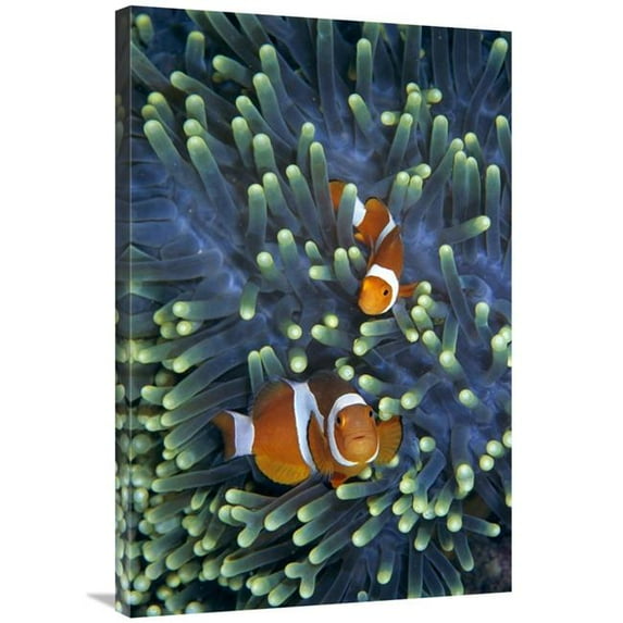 Global Gallery Clown Anemonefish Pair in Sea Anemone Tentacles Art Print - Hiroya Minakuchi