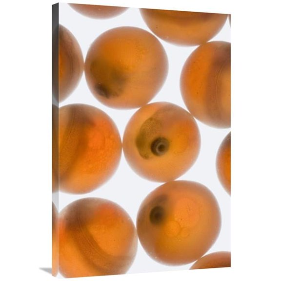 Global Gallery Coho Salmon Eggs at Ten Weeks After Spawning - Washington Art Print - Michael Durham
