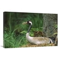 thumbnail image 1 of Global Gallery  Common Crane on Nest - Europe Art Print - Konrad Wothe, 1 of 1