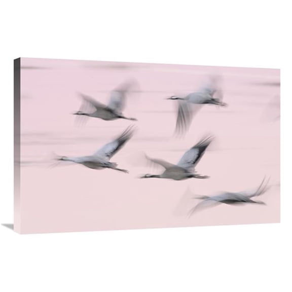 Global Gallery  Common Cranes in Flight - Lake Hornborga - Sweden Art Print - Jasper Doest