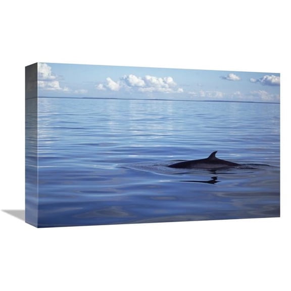 Global Gallery Common Minke Whale Dorsal Fin - San Juan Islands - Washington Art Print