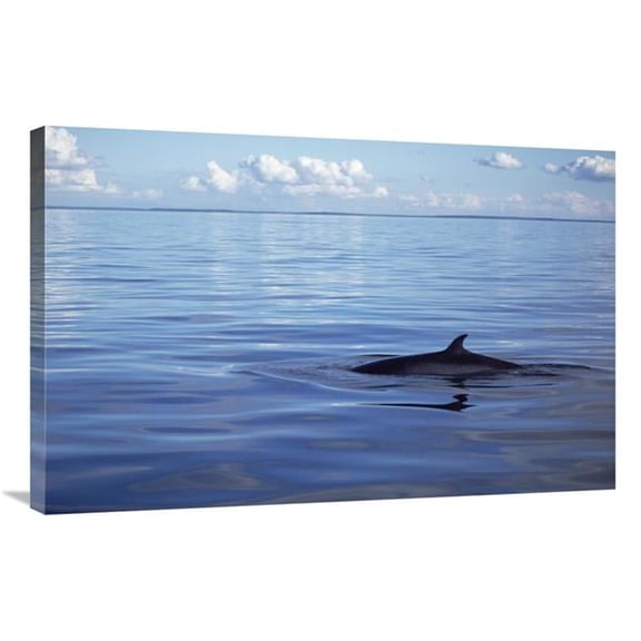 Global Gallery Common Minke Whale Dorsal Fin - San Juan Islands - Washington Art Print