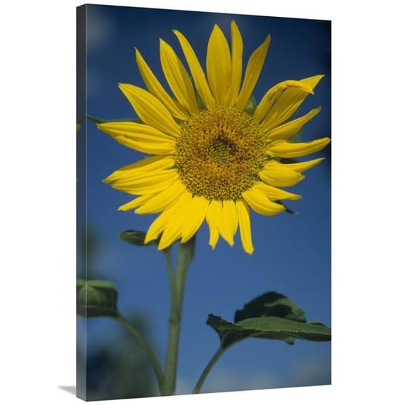Global Gallery Common Sunflower Flower - New Mexico Art Print - Tim Fitzharris