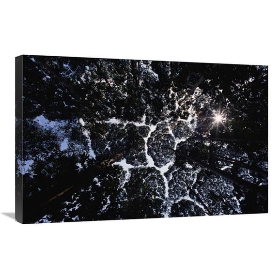 Global Gallery Crown Shyness - Selangor - Peninsular Malaysia Art Print - Mark Moffett