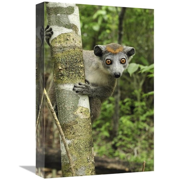 Global Gallery  Crowned Lemur Female - Ankarana Special Reserve - Madagascar Art Print - Thomas Marent