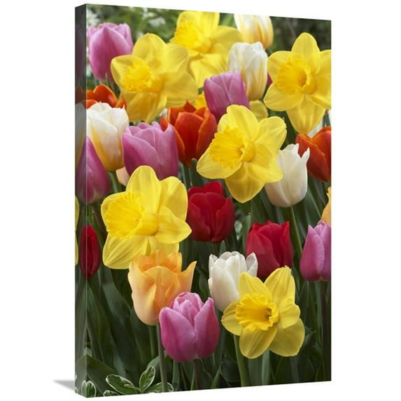 Global Gallery Daffodil Lucky Number Variety & Tulip Flowers Art Print - Visionspictures - 20in. x 30in.