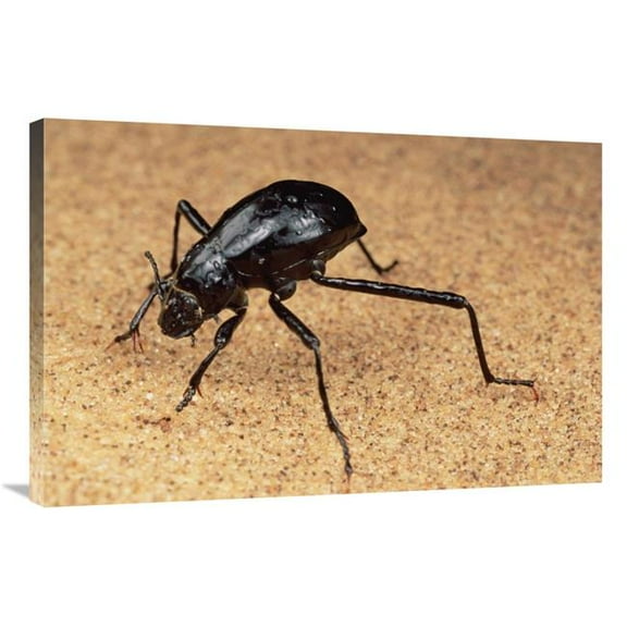 Global Gallery  Darkling Beetle Bends Down to Drink Dew Collected on Its Back - Namib Desert Art Print