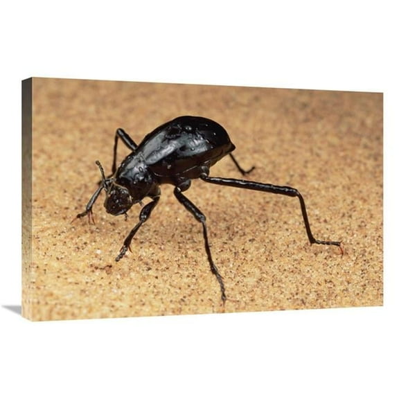 Global Gallery  Darkling Beetle Bends Down to Drink Dew Collected on Its Back - Namib Desert Art Print