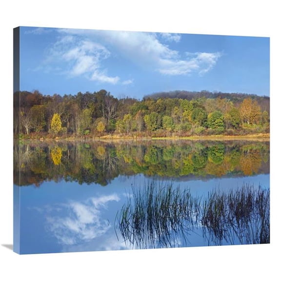 Global Gallery  Deciduous Forest Along Lackawanna Lake - Ricketts Glen State Park - Pennsylvania Art Print - Tim Fitzharris