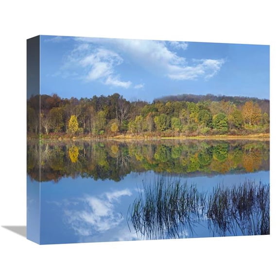 Global Gallery  Deciduous Forest Along Lackawanna Lake - Ricketts Glen State Park - Pennsylvania Art Print