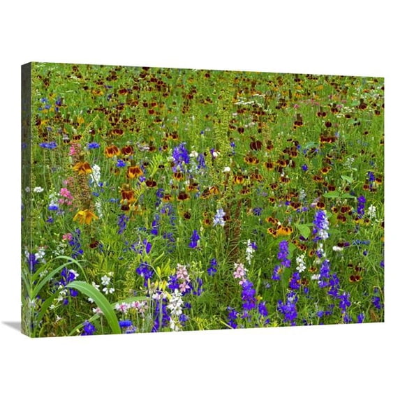 Global Gallery Delphinium & Mexican Hat Flowers in Meadow - North America Art Print - Tim Fitzharris