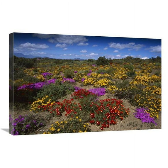 Global Gallery Dewflowers & Other Blooms - Little Karoo - South Africa Art Print - Tui De Roy
