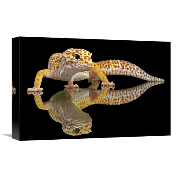 Global Gallery Dikky Oesin,'Leopard Gecko' Stretched Canvas Artwork