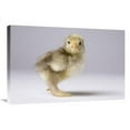 thumbnail image 1 of Global Gallery  Domestic Chicken - Banty Morph - About One Week After Hatching Art Print, 1 of 1