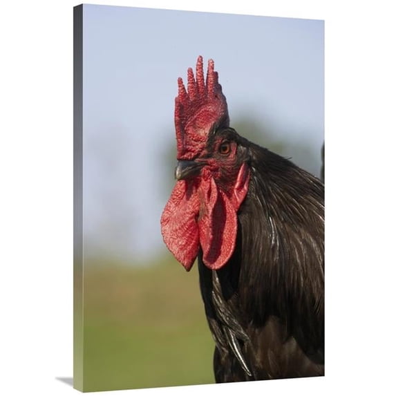 Global Gallery Domestic Chicken - Close-Up of Cockerel Head Art Print - Gerard Lacz