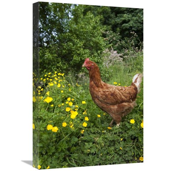 Global Gallery Domestic Chicken - Free Range Hen - Standing in Meadow Amongst Buttercups - England Art Print - Wayne Hutchinson