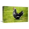 thumbnail image 1 of Global Gallery  Domestic Chicken - Gournay Hen - Standing on Grass - Normandy - France Art Print - Gerard Lacz, 1 of 1