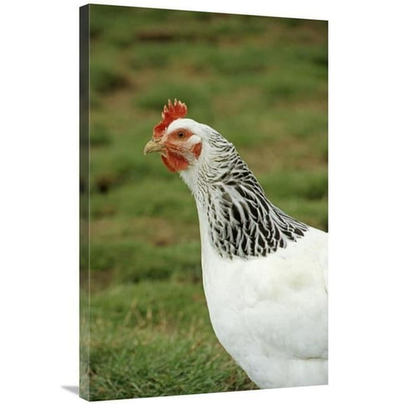 Global Gallery Domestic Chicken - Light Sussex Hen - Close-Up of Head & Neck - England Art Print - Sarah Rowland